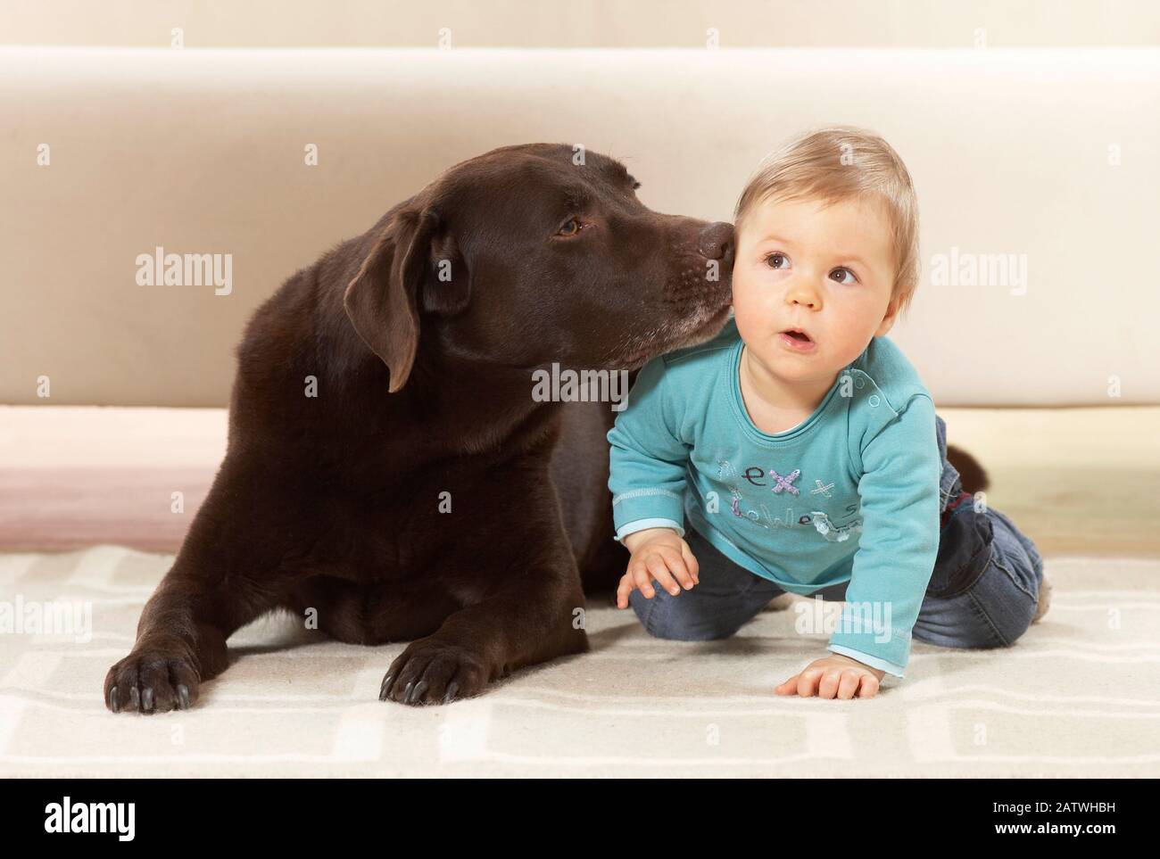 Baby Mädchen neben einem Labrador Retriever auf einem Teppich, Hund leckt Childs Ohr Deutschland Stockfoto