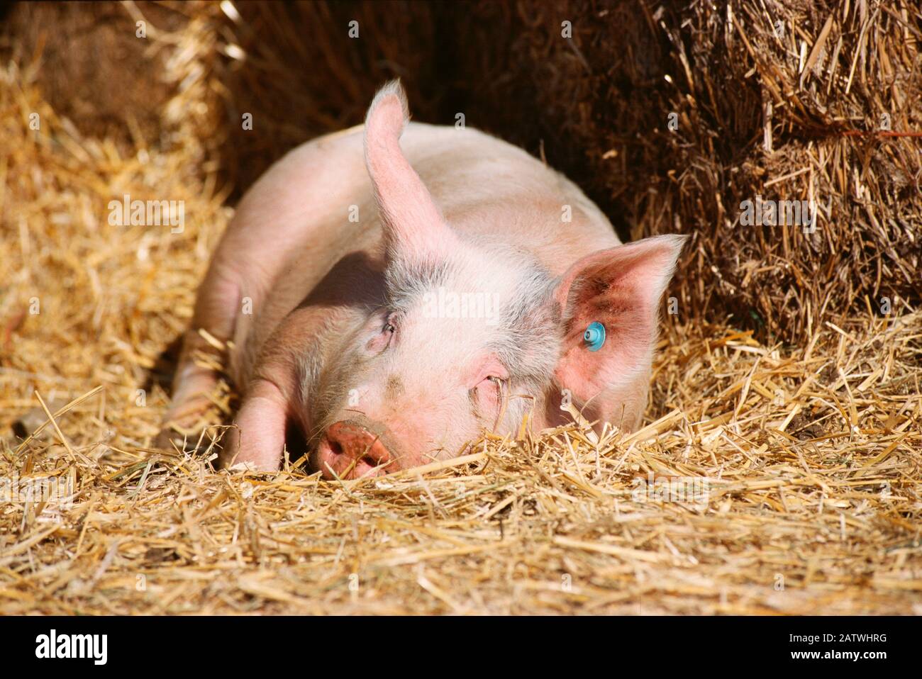 Hausschwein schläft auf Strohhalm. Deutschland Stockfoto
