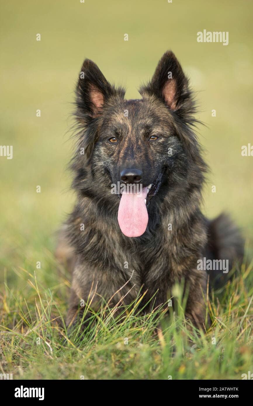 Dutch Shepherd Dog, Hollandse Herder. Porträt des langhaarigen erwachsenen Hundes auf einer Wiese. Deutschland . Stockfoto