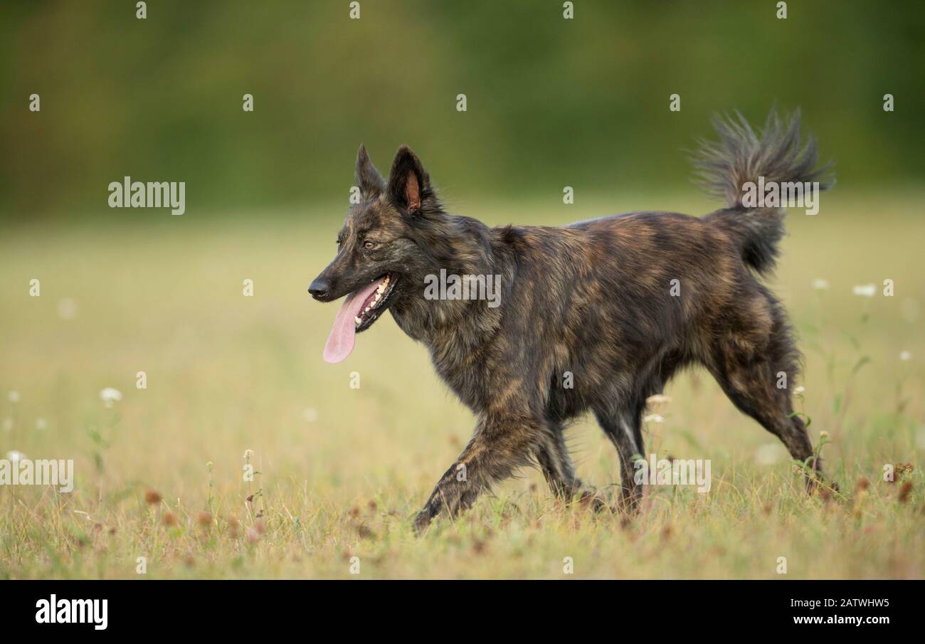 Dutch Shepherd Dog, Hollandse Herder. Ausgewachsener langhaariger Hund, der auf einer Wiese spazieren geht. Deutschland . Stockfoto