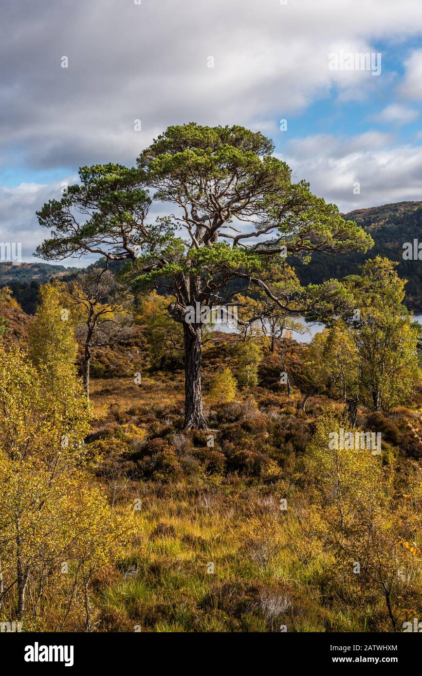 Glen Affrys atemberaubende Landschaft ist die perfekte Kombination aus uralten Pinienwäldern, Lochs, Flüssen und Bergen, Die Vielleicht das schönste g ist Stockfoto