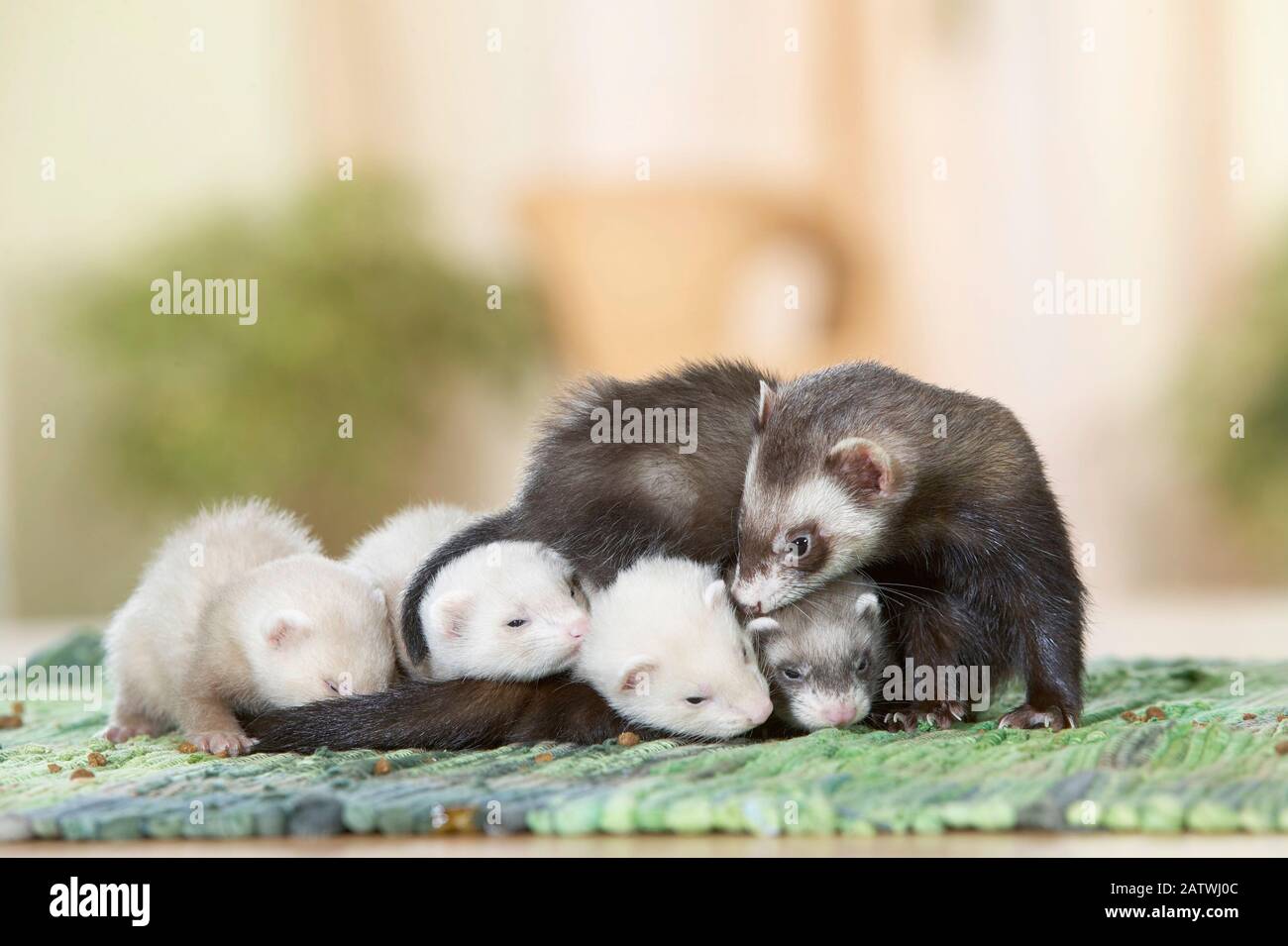 Frettchen (Mustela putorius furo). Mutter mit jungen Kindern auf einem Teppich. Deutschland Stockfoto