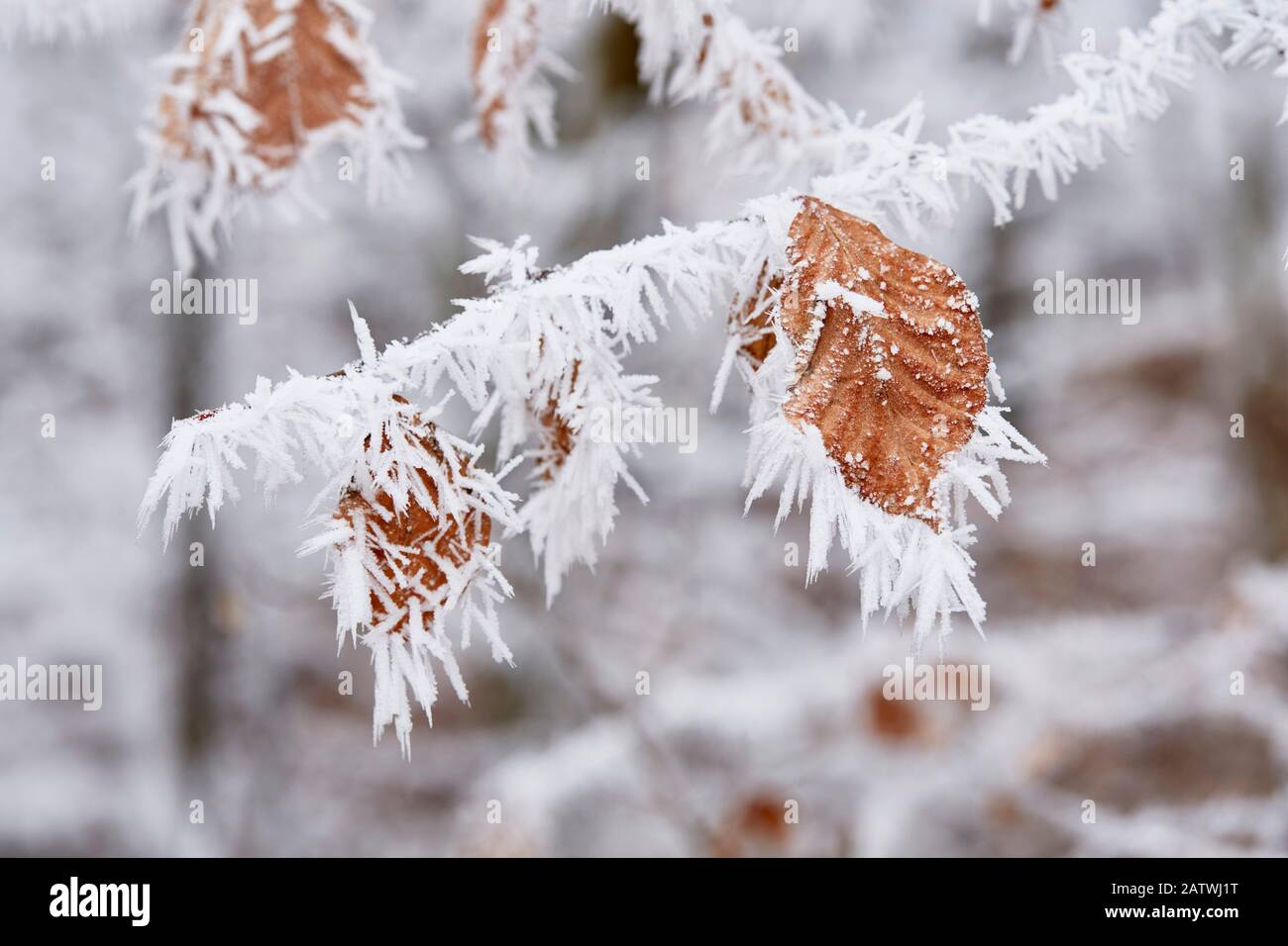 Gemeine Buche (Fagus sylvatica). Blätter, die mit horägem Frost bedeckt sind. Deutschland Stockfoto