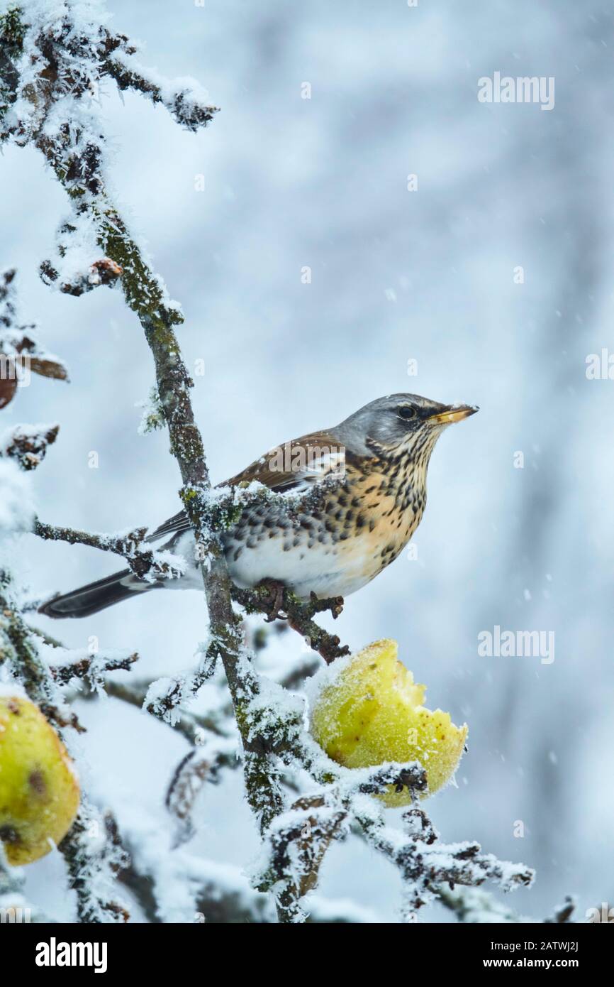Feldtarif (Turdus pilaris). Ein einziger Vogel thront auf einer Perücke und isst einen apfel. Großbritannien. Nur im deutschsprachigen Raum erhältlich Stockfoto