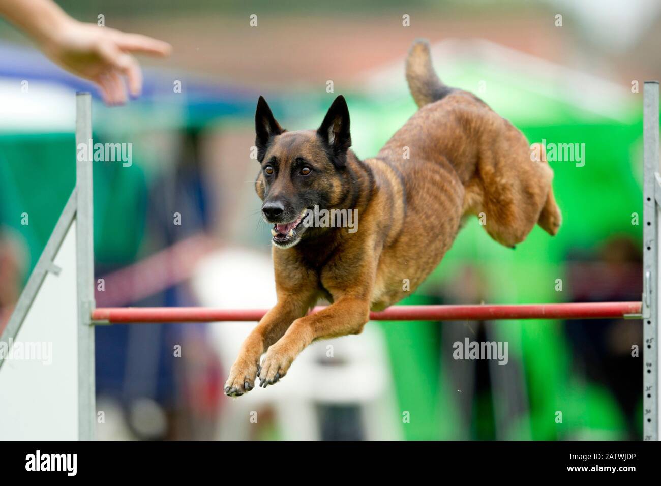 Dutch Shepherd Dog, Hollandse Herder. Erwachsener Hund überholen in einem Agilitätskurs eine Hürde. Deutschland . Stockfoto