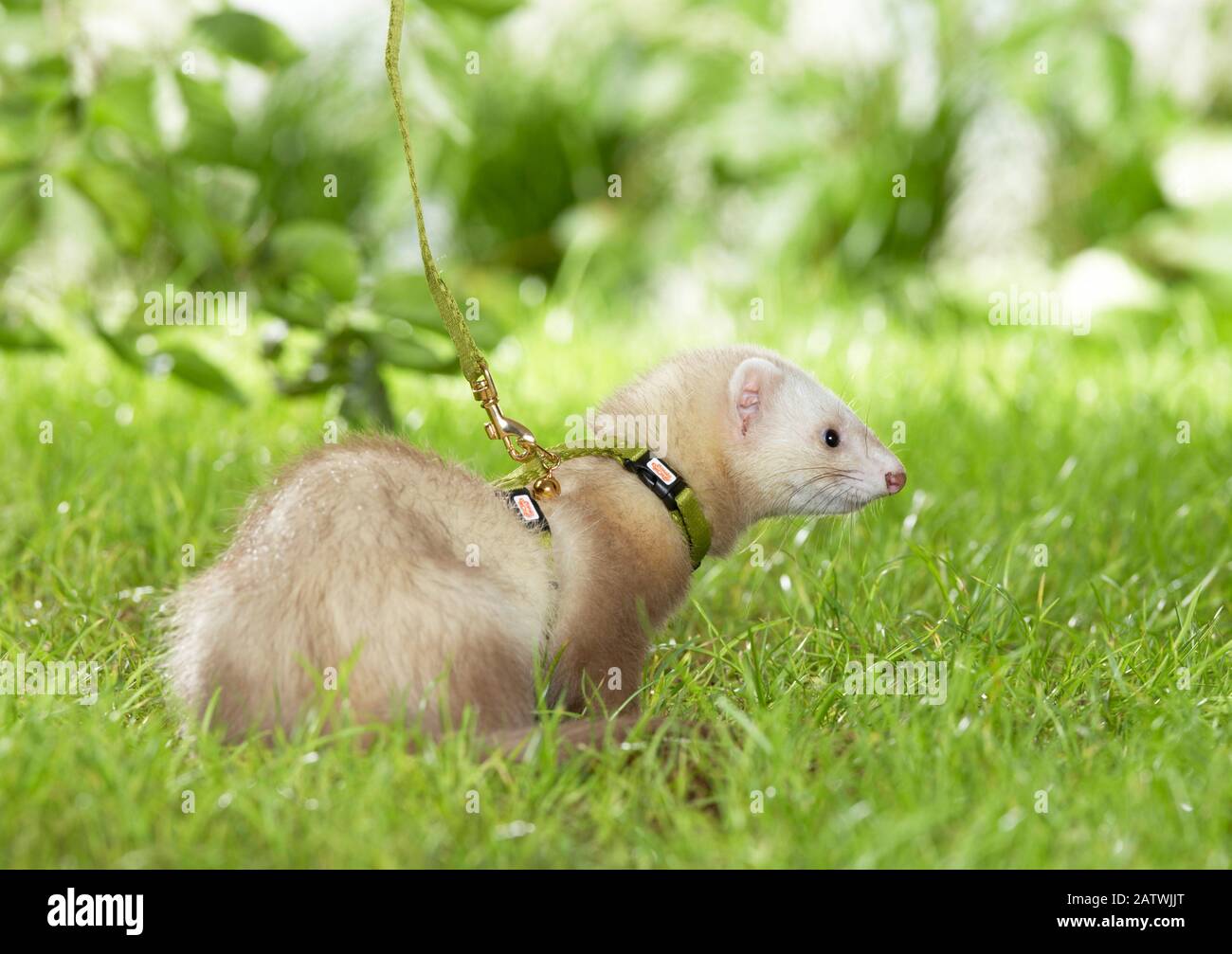 Frettchen (Mustela putorius furo) mit Kragen und Leine auf einer Wiese. Deutschland. Stockfoto