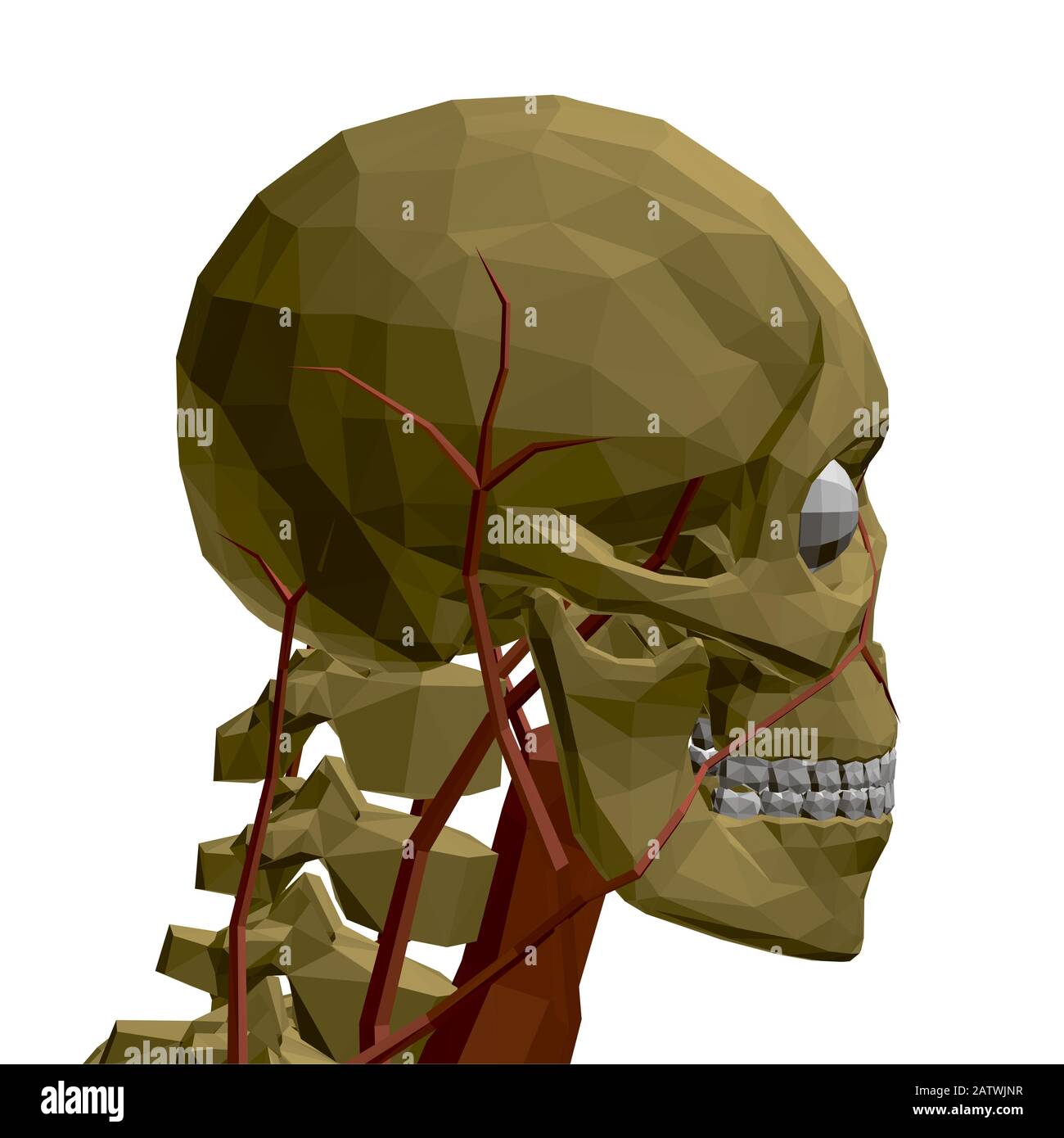 Menschlicher Schädel mit Blutgefäßen und inneren Organen. Polygonales Modell des menschlichen Skeletts. 3D. Seitenansicht. Vektorgrafiken. Stock Vektor