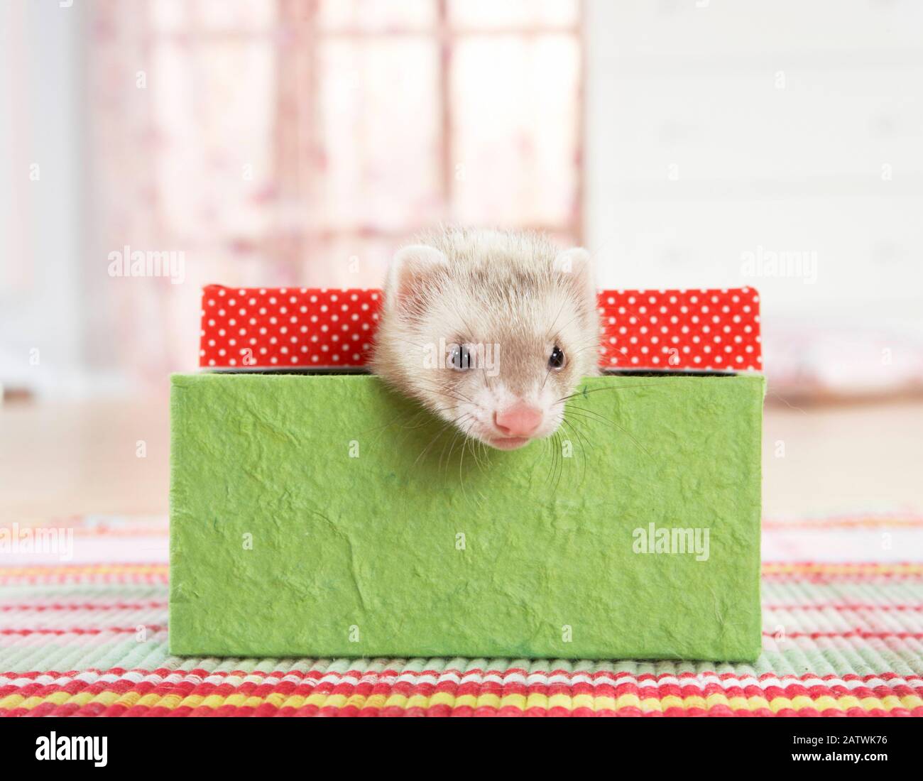 Frettchen (Mustela putorius furo). Jung (8 Wochen alt) in einem Karton. Deutschland Stockfoto