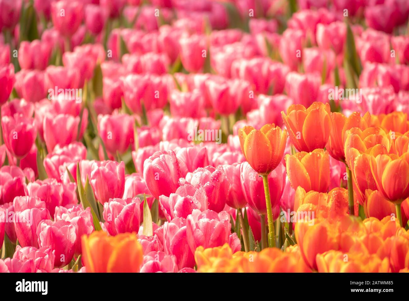 Orangefarbene und rosafarbene Tulpen mit grünen Blättern im Garten und Wassertröpfchen auf der frischen Blume. Schöne blühende Blumen im Park. Stockfoto