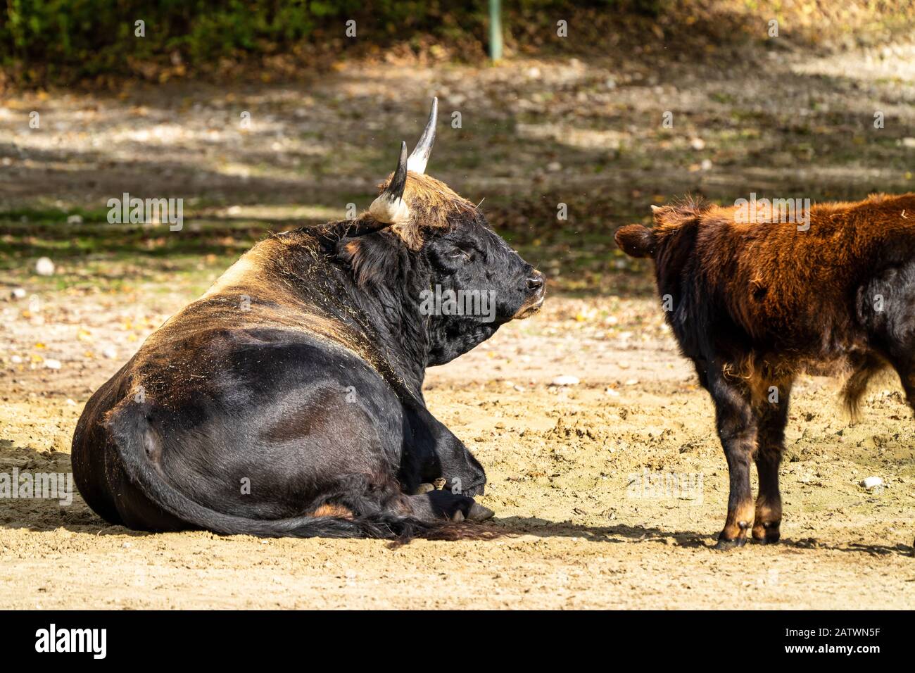 Heckrinder, Bos primigenius Taurus oder auerochsen im Zoo Stockfoto