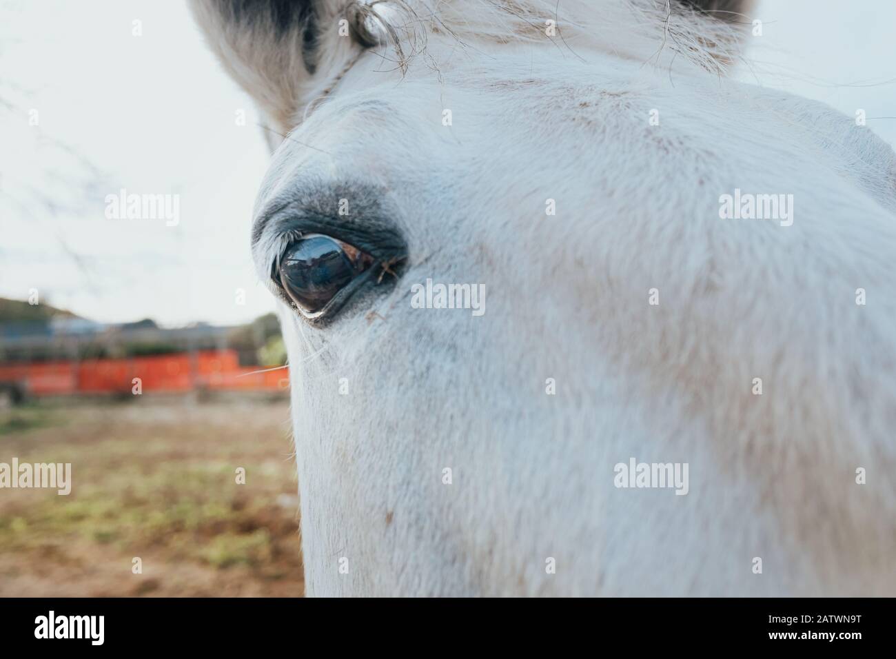 Pferd sieht mit einem Auge seitlich sehr nah an der Kamera aus. Stockfoto