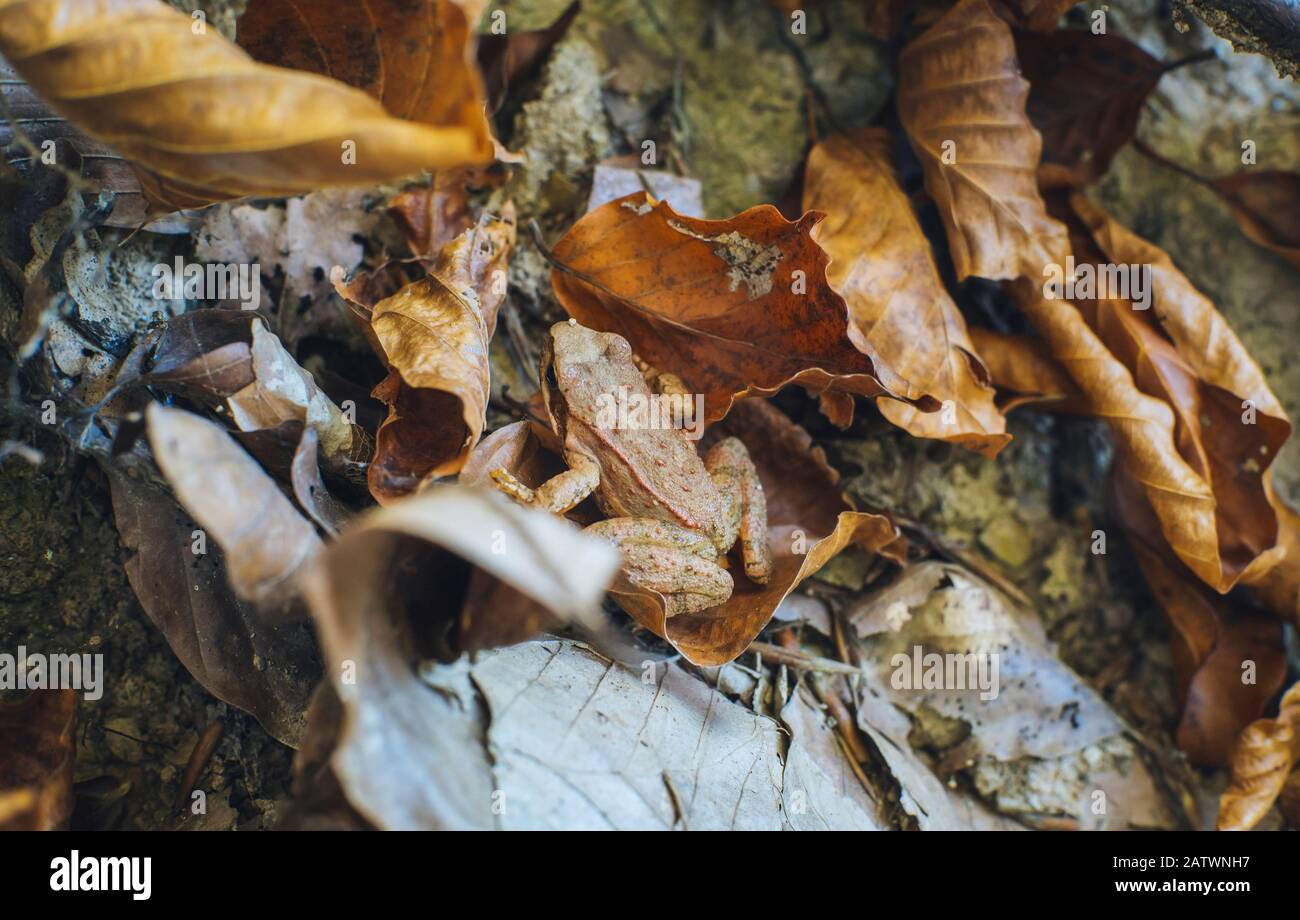 Kleiner Frosch auf dem Felsen im Wald Stockfoto