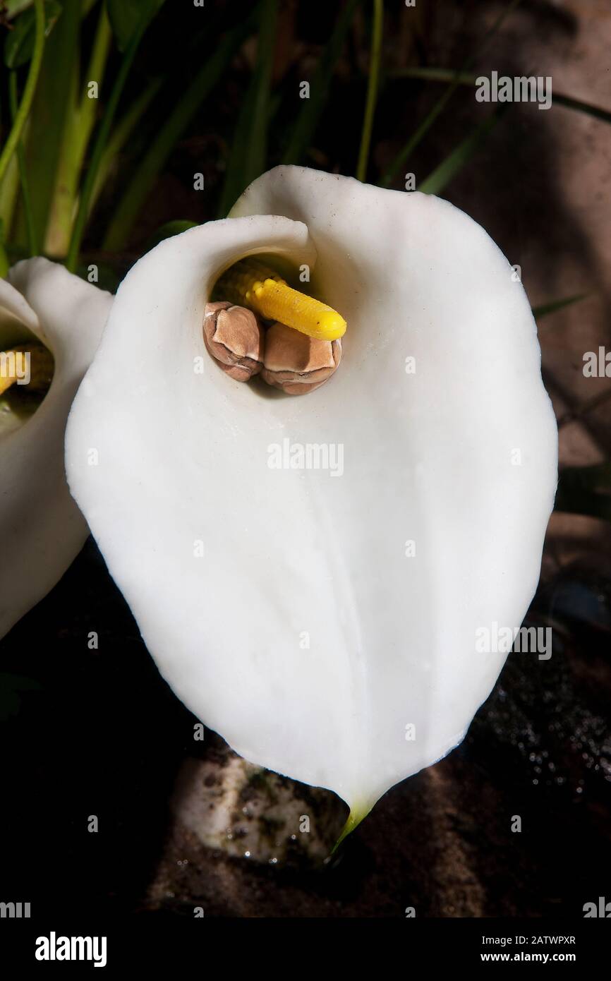 Arum Lilie Frosch oder Arum Lilie Reed Frosch, Hyperolius Horstocki, Erwachsene getarnt in Arum Blume, Südafrika Stockfoto