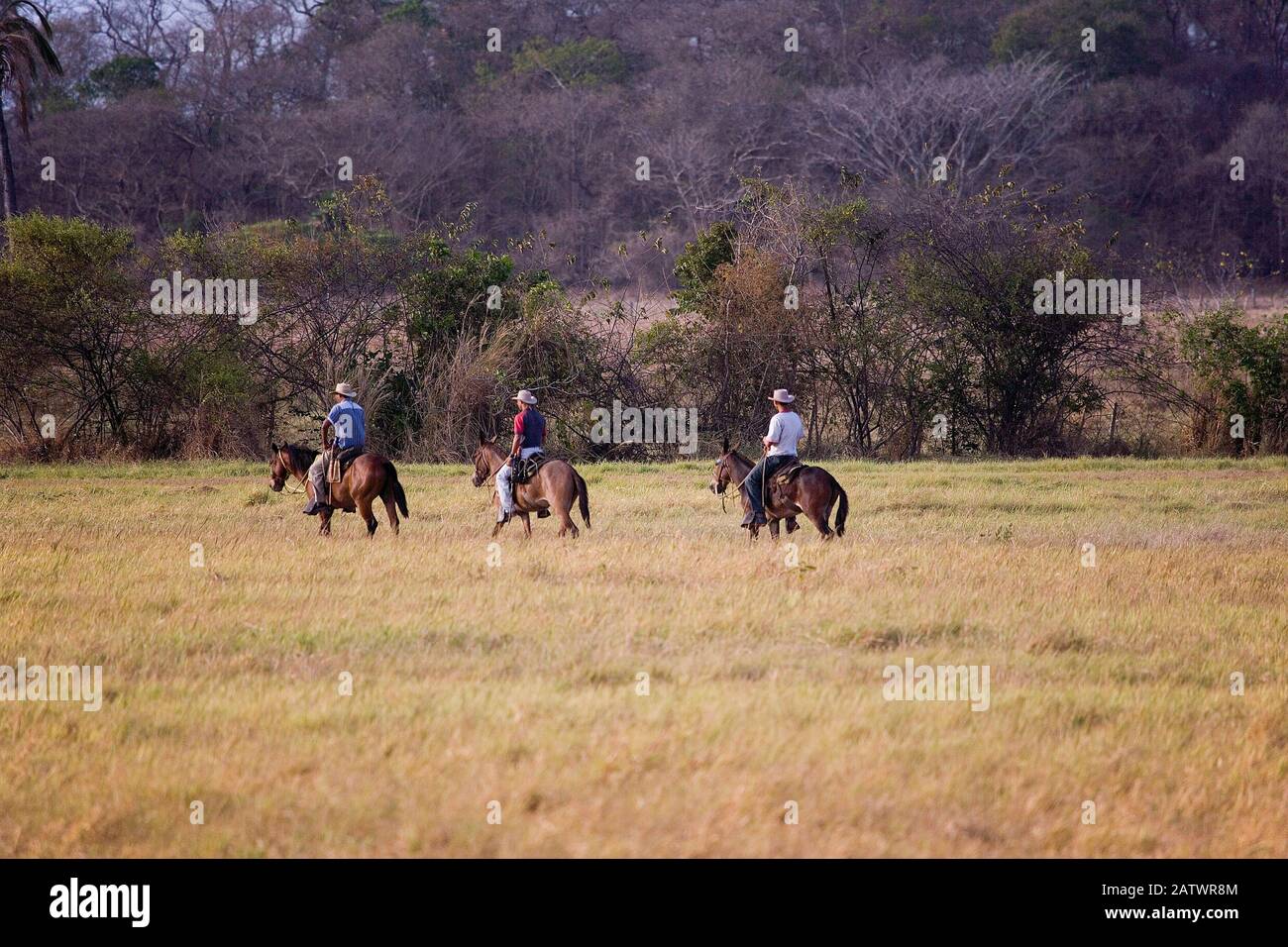 Reiten, Los Lianos in Venezuela Stockfoto