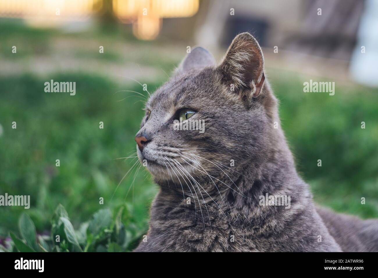 Die Katze legt sich auf das Gras Stockfoto