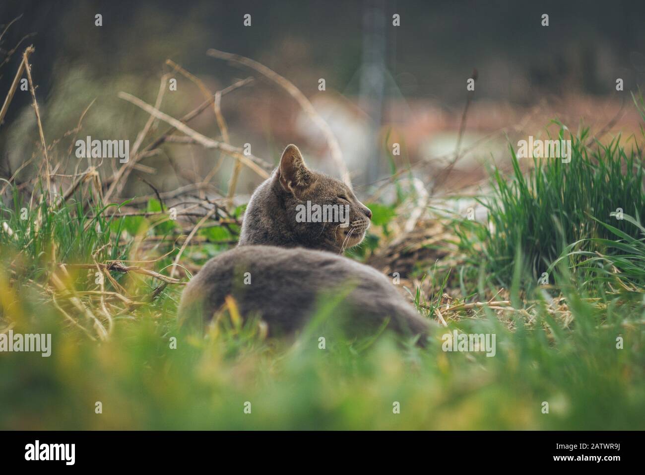 Die Katze legt sich auf das Gras Stockfoto