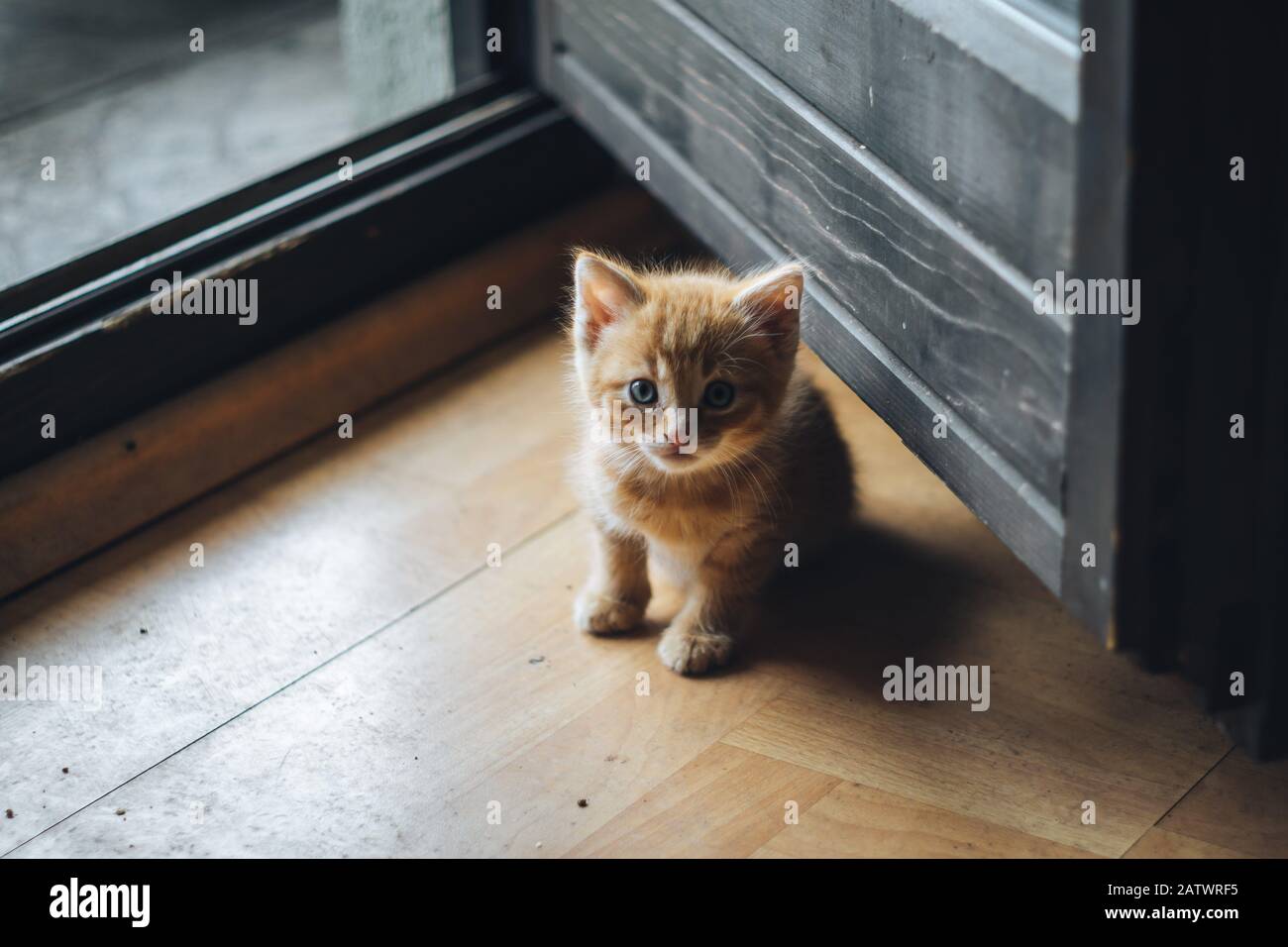 Kleine orangefarbene blauäugige Kätzchen Stockfoto