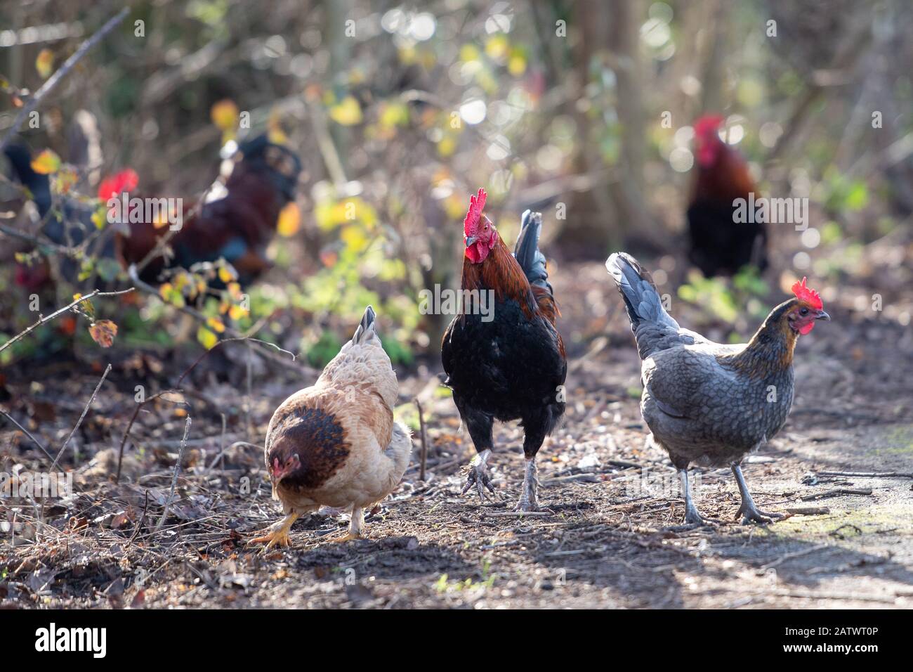 Eine Gruppe von Hühnern in der Nähe einer Wohnanlage in Diss, Norfolk, nachdem die Anwohner öffentliche Informationsmitteilungen niederrissen, die davor warnen, die in der Gegend wild lebenden Hühner zu füttern. Stockfoto