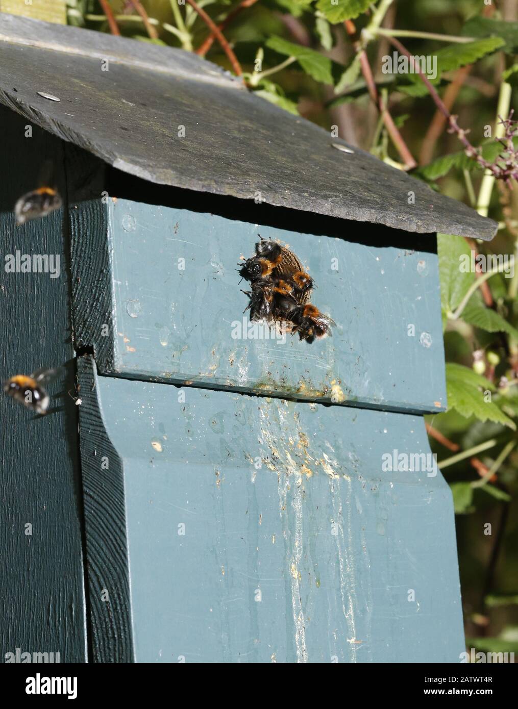 Arbeiterbienen hüten sich um eine Vogelkiste, die zum Nesting übernommen wurde Stockfoto