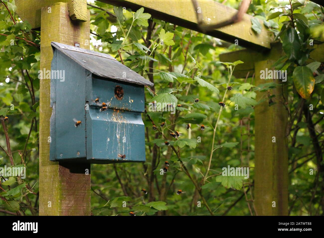 Arbeiterbienen hüten sich um eine Vogelkiste, die zum Nesting übernommen wurde Stockfoto