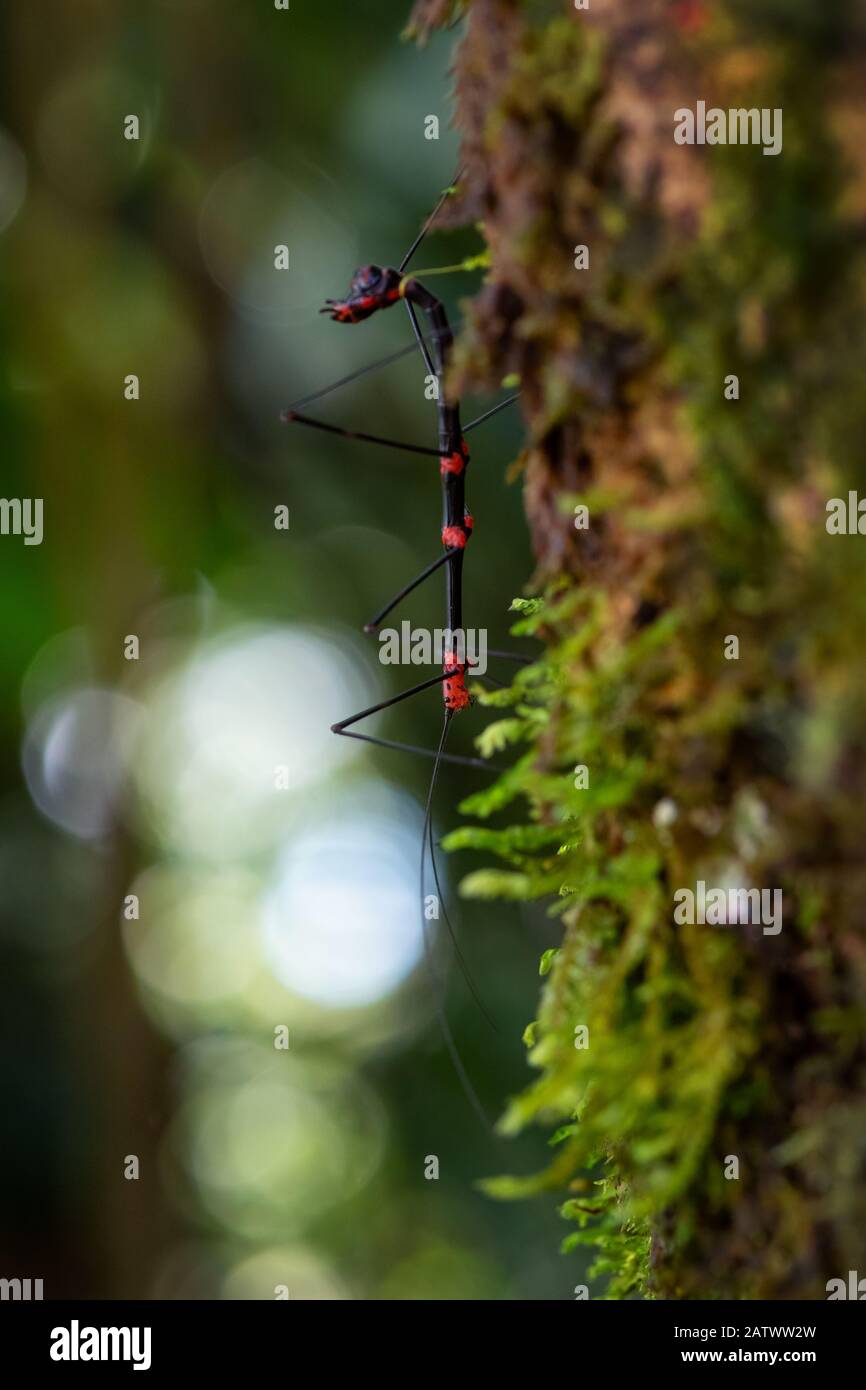 Spazierstock - Oreophoetes peruana, spezielles bizarres Insekt aus Südamerika, östlichen Andenhängen, Wild Sumaco Lodge, Ecuador. Stockfoto