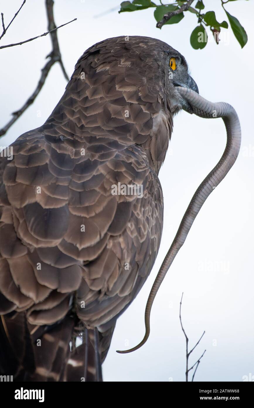 Adler gegen Schlange: Ein brauner Schlangenadler - Circaetus cinereus - fängt und verschlingt eine noch wehende Schlange im Kruger National Park, Südafrika Stockfoto