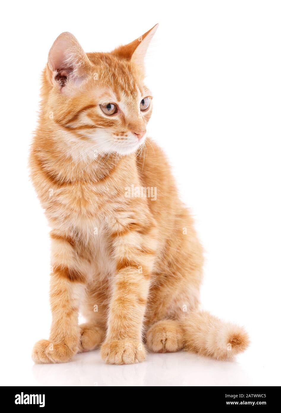 Locesup orangefarbene Katze, die wegschaut. Isoliert auf Weiß Stockfoto