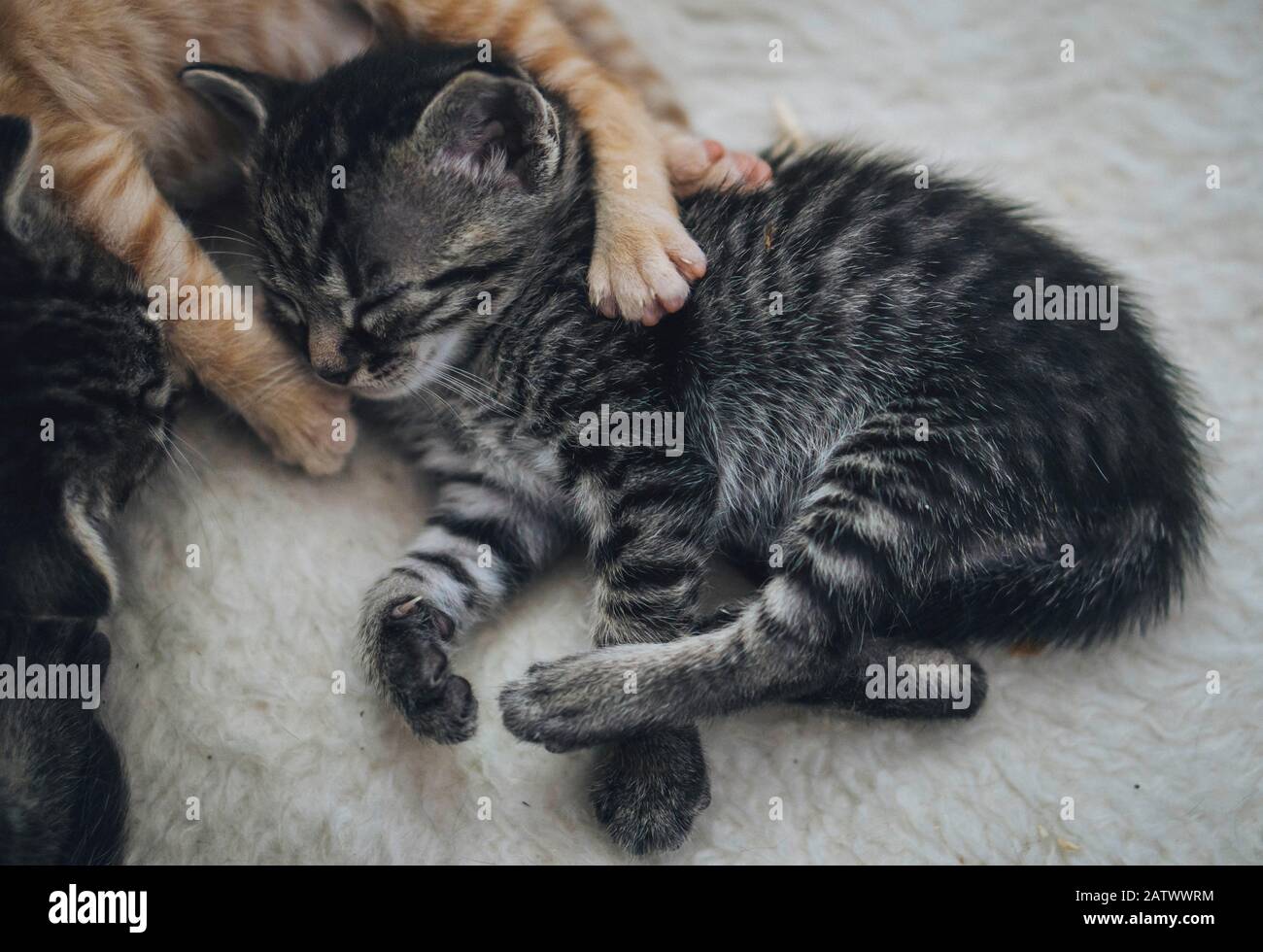 Süßes kleines schwarz-weißes Kätzchen Stockfoto