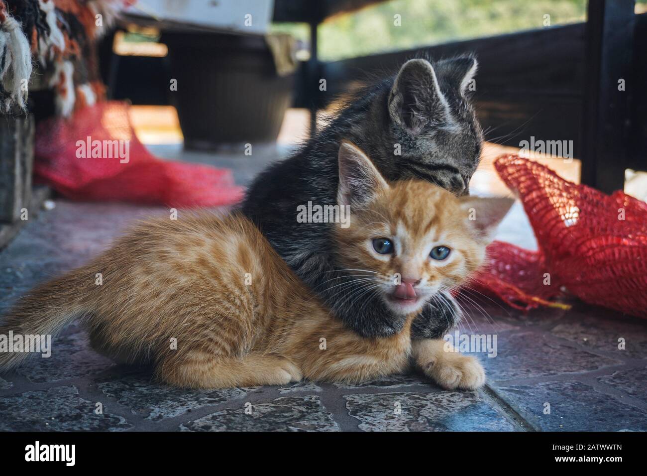 Süße orangefarbene, blauäugige Katze Stockfoto