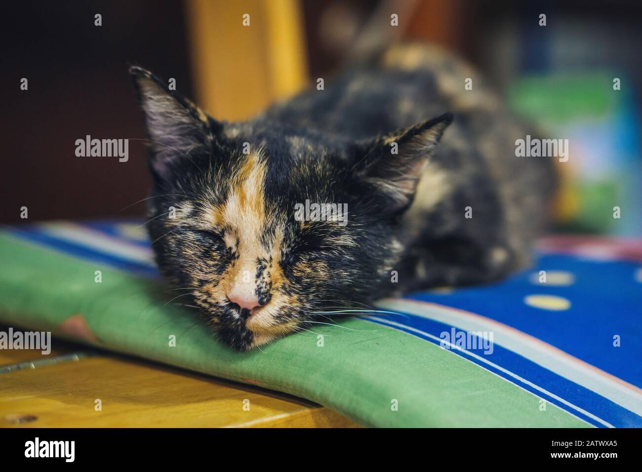 Schlafende, witzig aussehende Katze Stockfoto