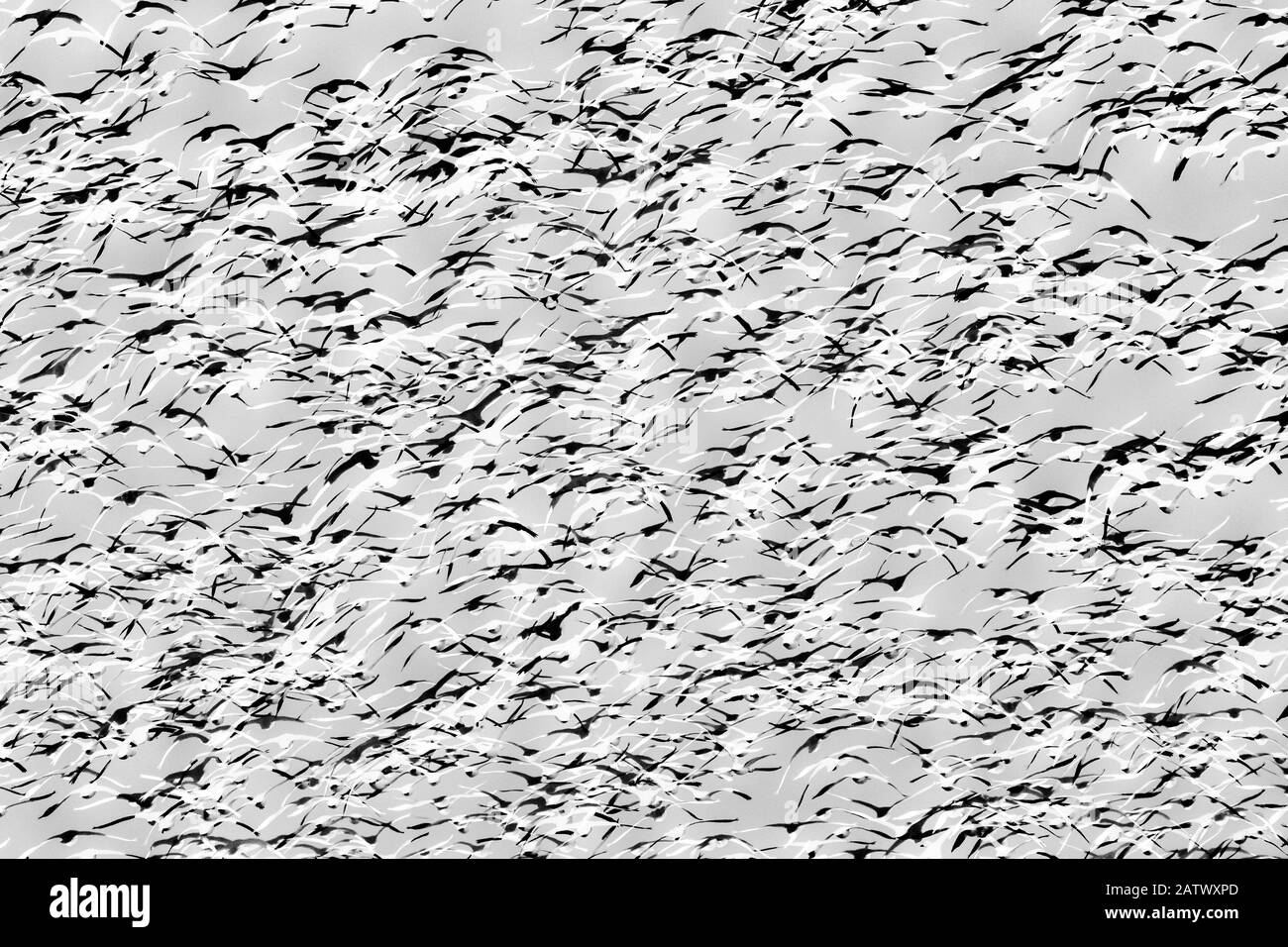 Schwarz-Weiß-Foto von tausenden Vögeln, die in den Himmel fliegen Stockfoto