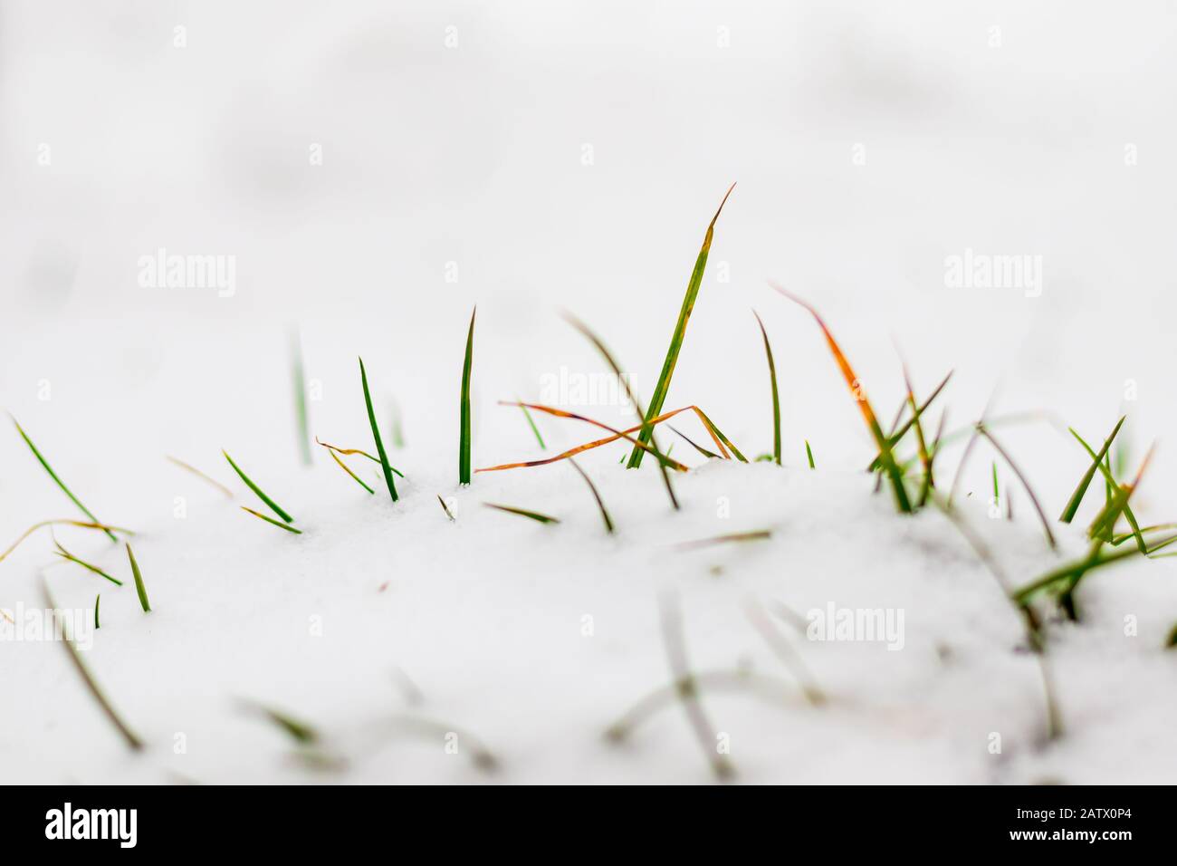Schneebedecktes Gras - grünes Gras blieb unter dem Schnee hängen Stockfoto