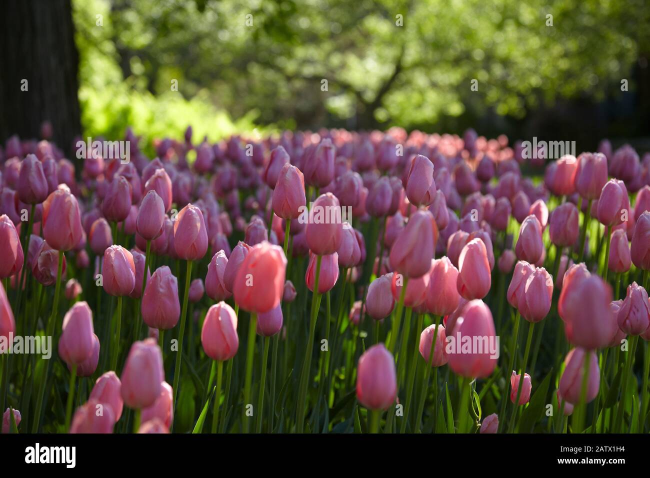 Frühlings-Tulpen in einem Garten bei Sonnenschein Stockfoto