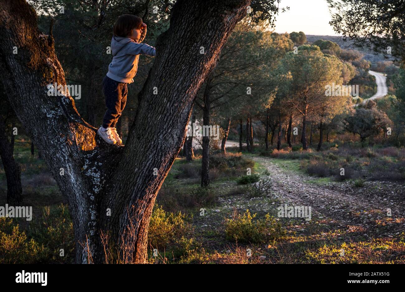 Der kleine Junge kletterte einen Steineichen hoch und beobachtete den Sonnenuntergang. Er benutzt seine Hand als Visier Stockfoto