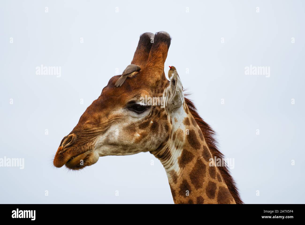 Oxpecker löscht die Ossicones einer Giraffe - Nambiti Private Game Reserve, Kwazulu Natal, Südafrika Stockfoto