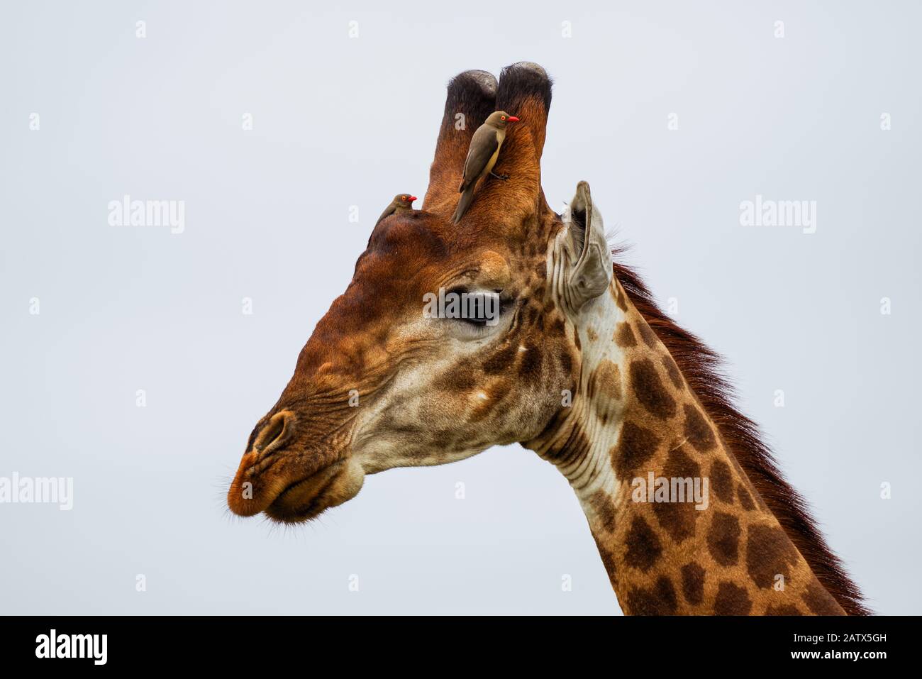 Oxpecker löscht die Ossicones einer Giraffe - Nambiti Private Game Reserve, Kwazulu Natal, Südafrika Stockfoto