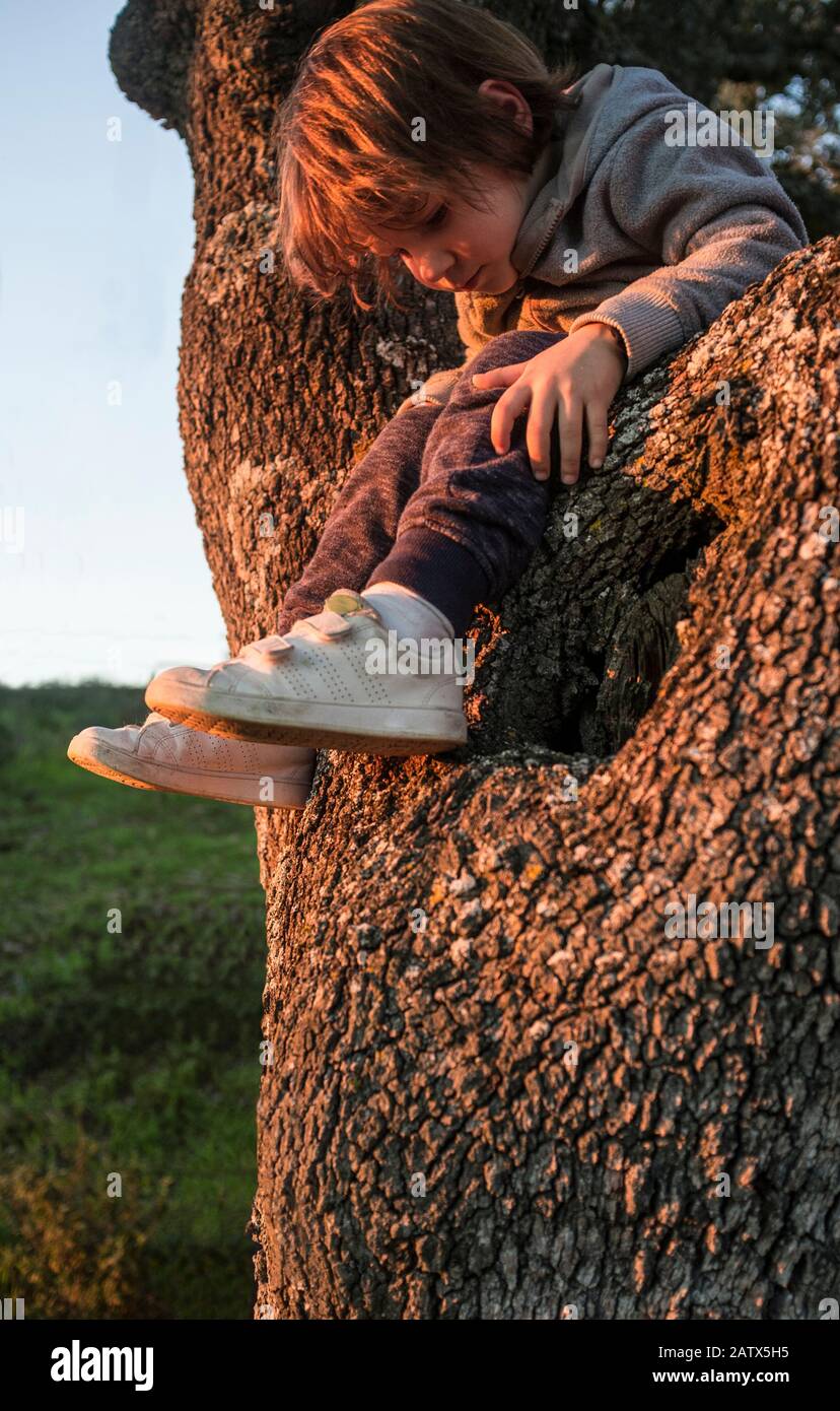 Kleiner Junge kletterte eine Steineiche hoch und beobachtete die Rinde des Korkbaums. Entdecken der Natur für Kinder Konzept Stockfoto