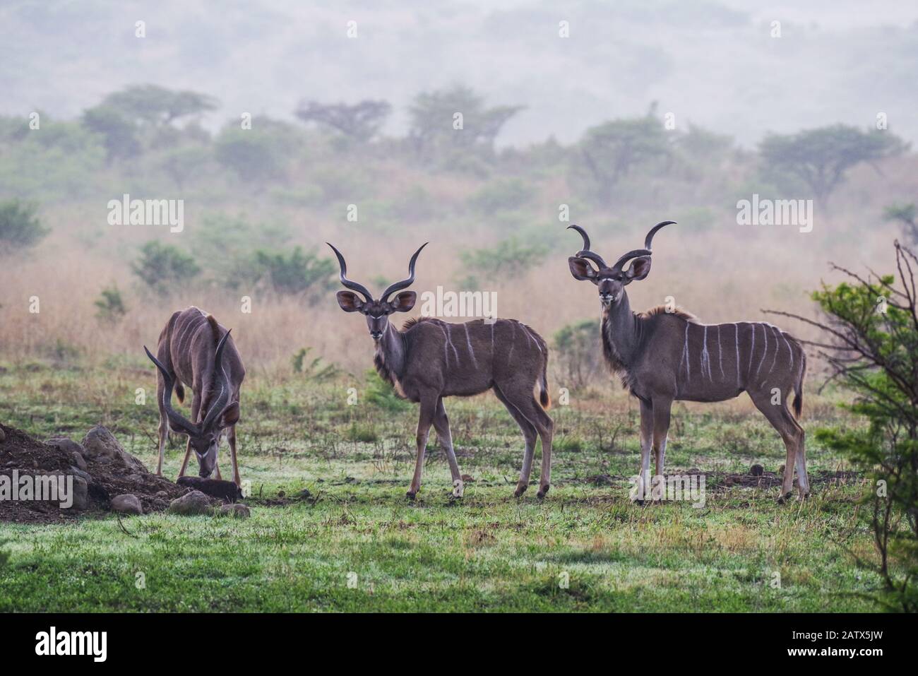 Drei männliche Kudu in Nambiti Private Game Reserve - Kwazulu Natal, Südafrika Stockfoto