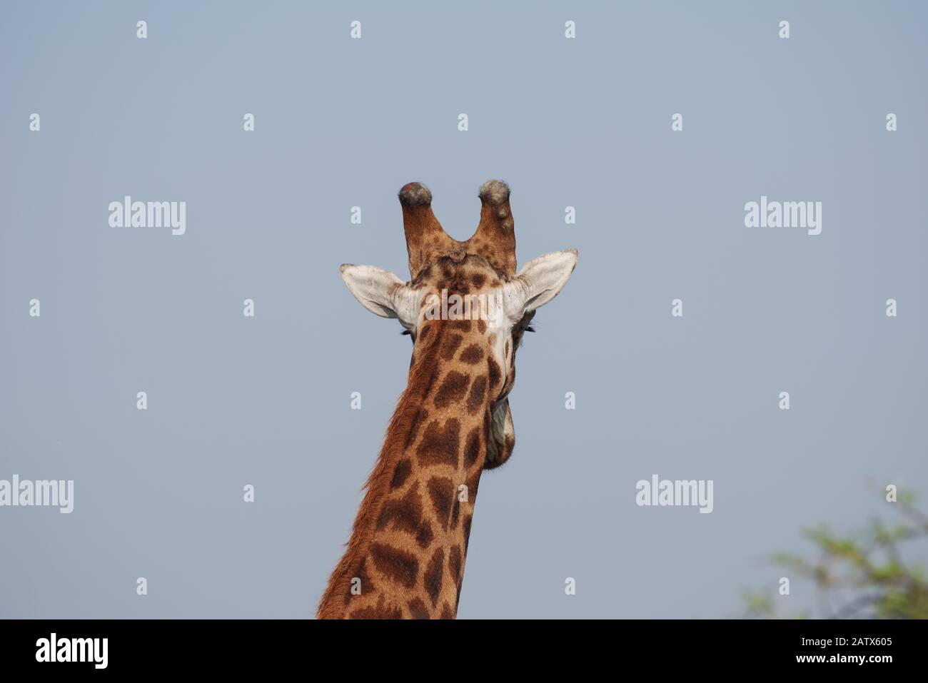 Leiter einer Giraffe, die über die umliegende Landschaft im privaten Game-Reservat von Nambiti ragt (Kwazulu Natal, Südafrika) Stockfoto