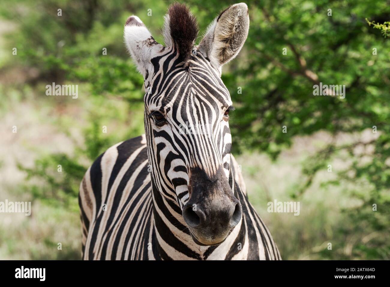 Zebra in Namiti Big 5 Private Game Reserve, Kwa Zulu-Natal‎ - Südafrika Stockfoto