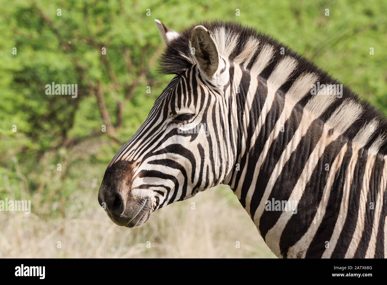 Zebra in Namiti Big 5 Private Game Reserve, Kwa Zulu-Natal‎ - Südafrika Stockfoto