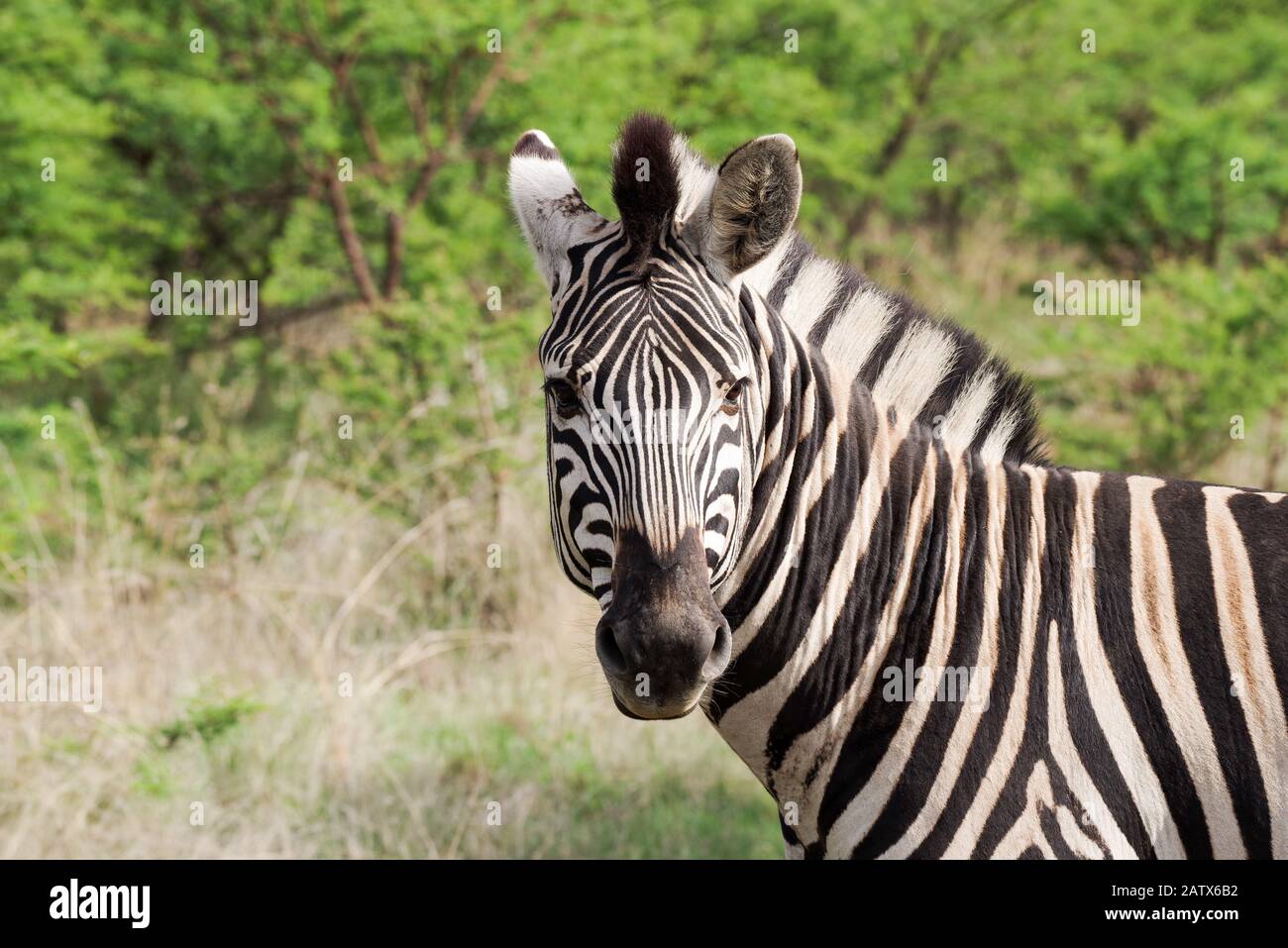 Zebra in Namiti Big 5 Private Game Reserve, Kwa Zulu-Natal‎ - Südafrika Stockfoto