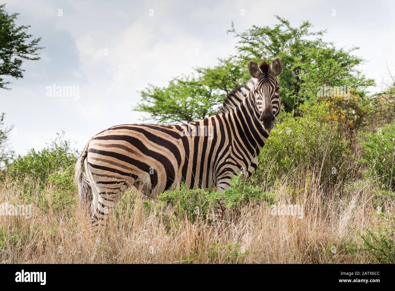 Zebra in Namiti Big 5 Private Game Reserve, Kwa Zulu-Natal‎ - Südafrika Stockfoto