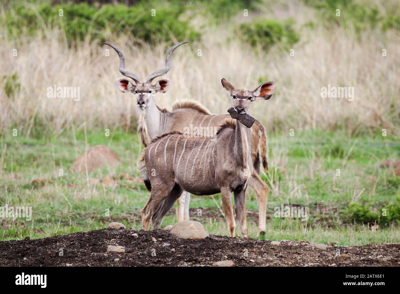 Paar von Kudus, männlich und weiblich, in Nambiti Private Game Reserve - Kwazulu Natal, Südafrika Stockfoto