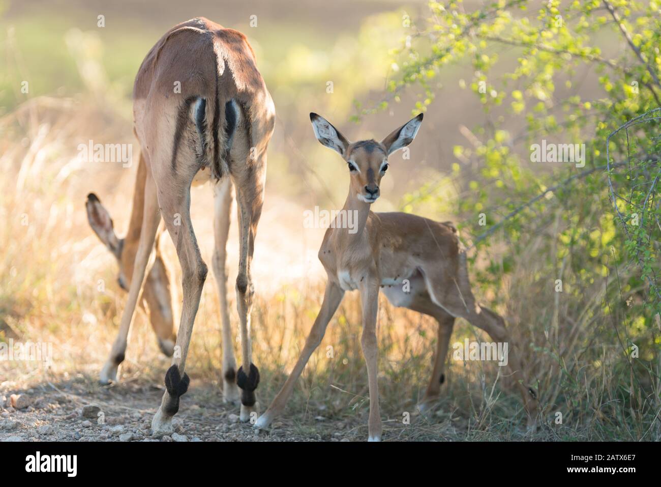 Impala Wade, Baby Impala Stockfoto