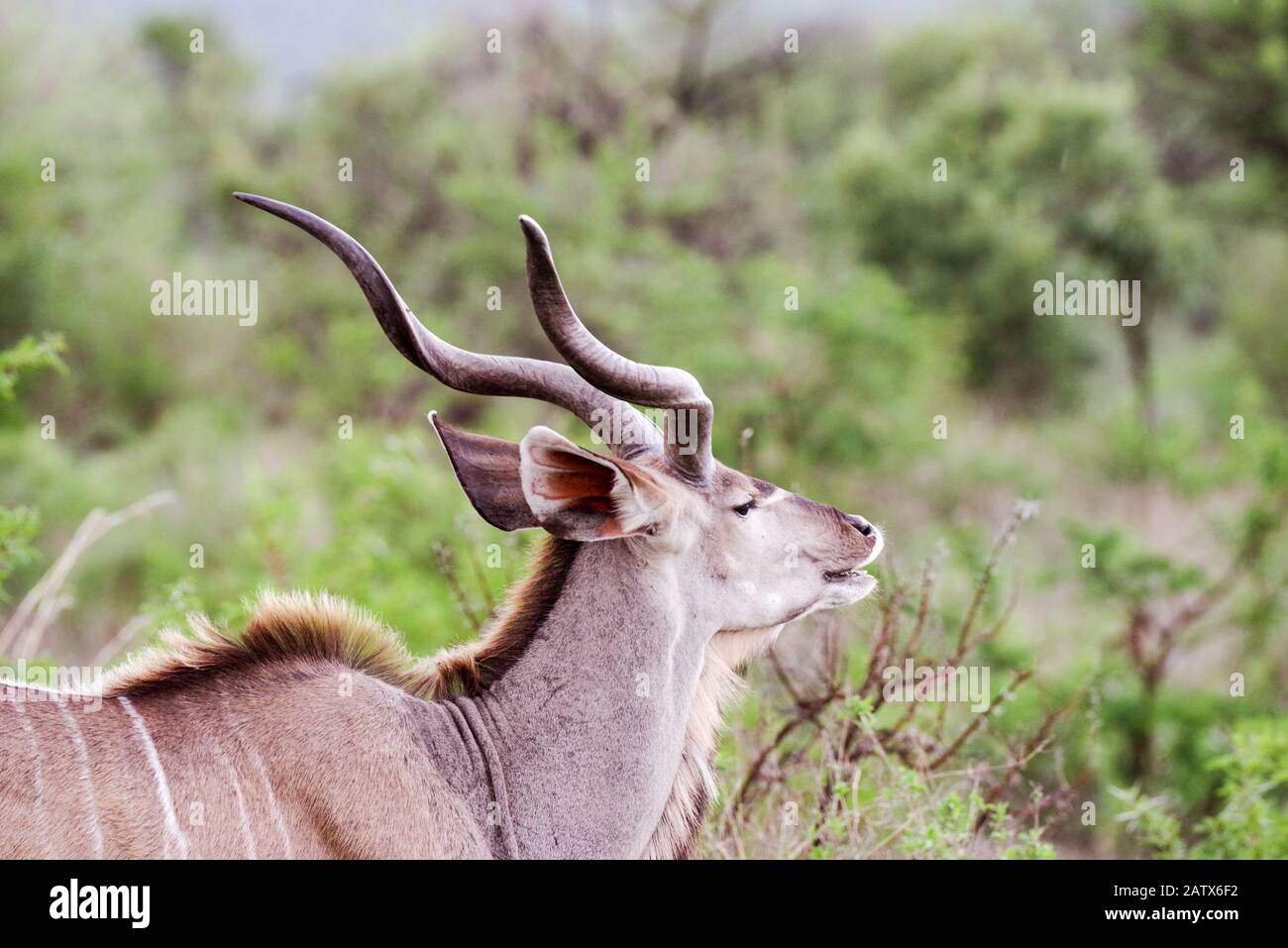 Männlicher Kudu in Nambiti Private Game Reserve - Kwazulu Natal, Südafrika Stockfoto
