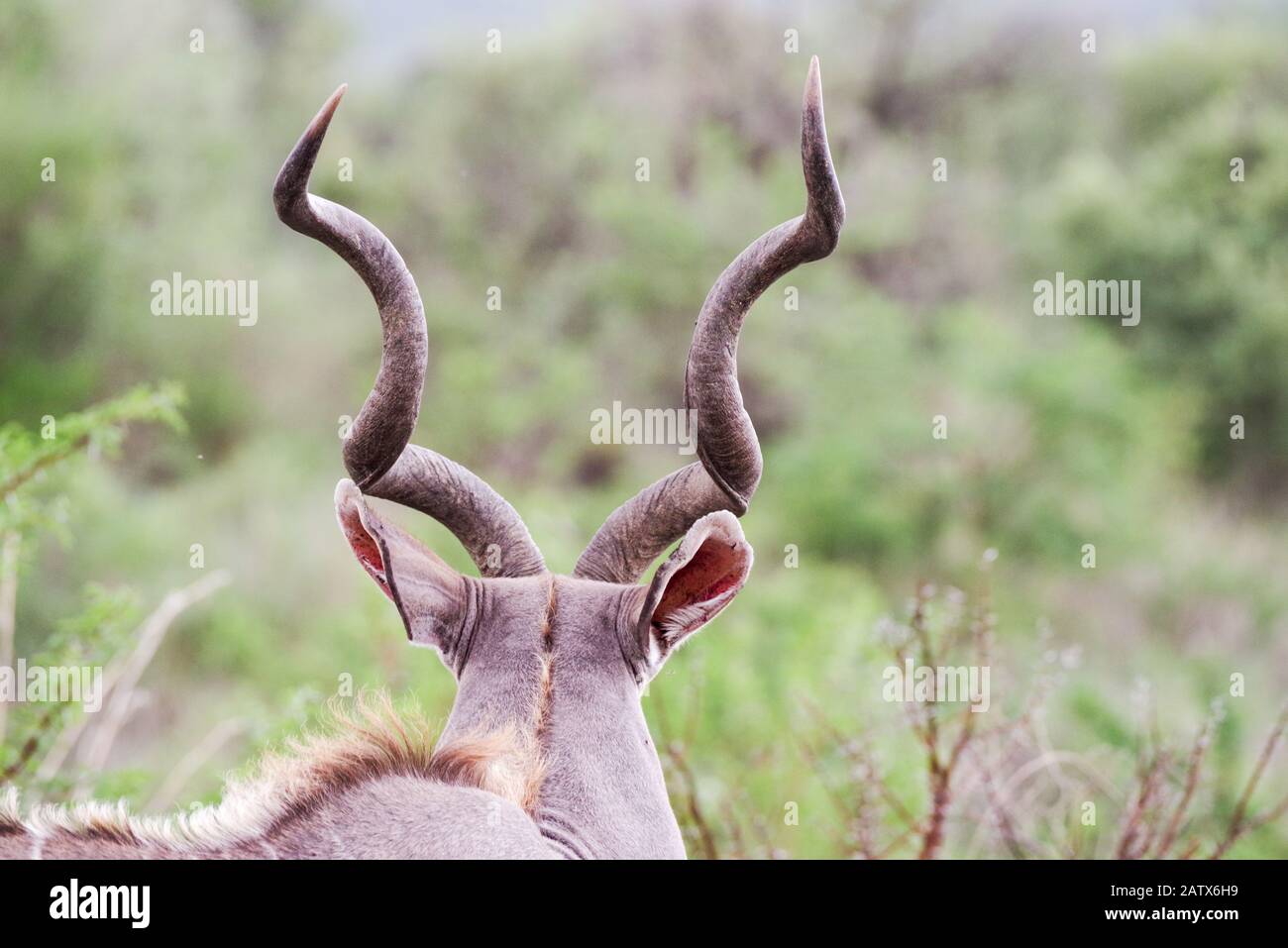 Beeindruckende Hörner eines männlichen Kudu - Nambiti Private Game Reserve, Kwazulu Natal, Südafrika Stockfoto