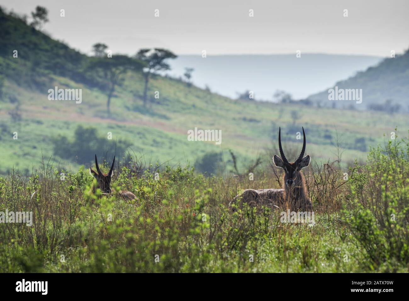 Paar männliche Wasserböcke, die an einem nebligen Morgen im Gras ruhen - Nambiti Private Game Reserve (Kwazulu Natal, Südafrika) Stockfoto