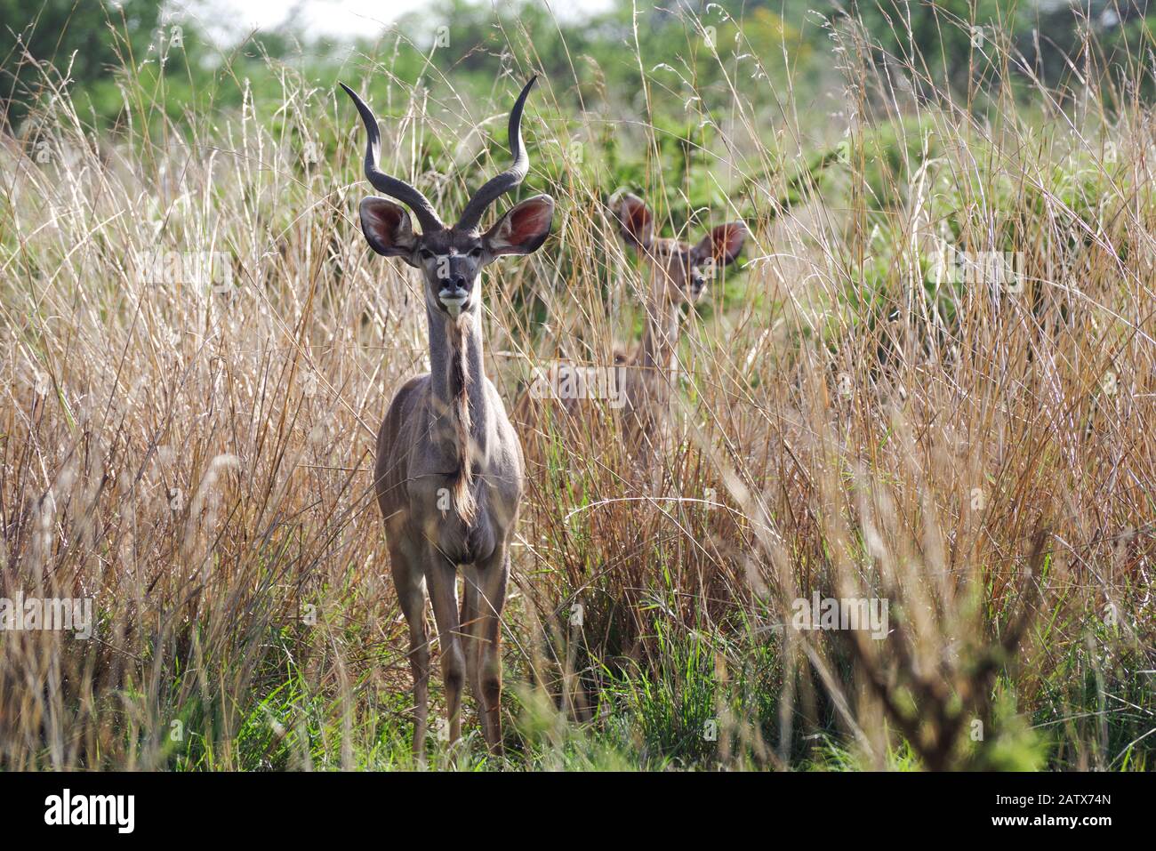 Männer- und Frauenkudu, die in hohem Gras in Nambiti Private Game Reserve stehen - Kwazulu Natal, Südafrika Stockfoto