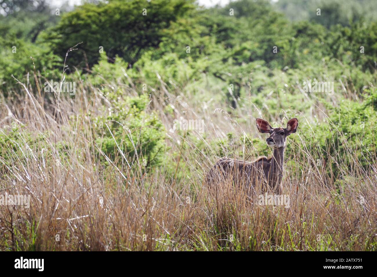 Weibliche Kudu, die sich im privaten Game-Reservat von Nambiti im hohen Gras versteckt - Kwazulu Natal, Südafrika Stockfoto